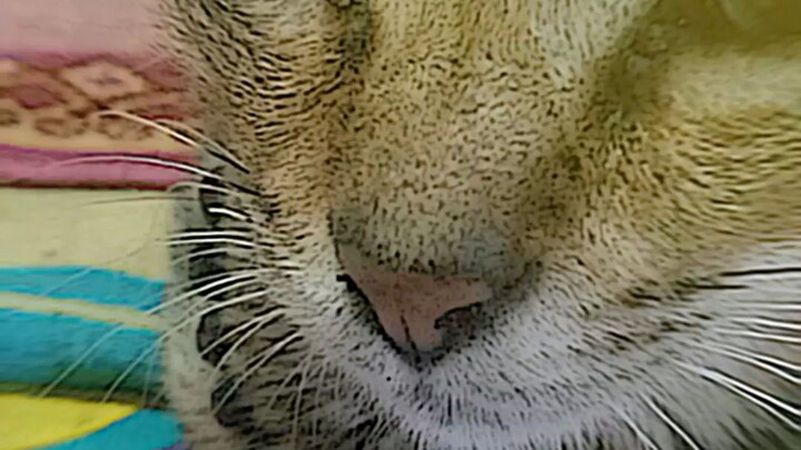 kucing wibu