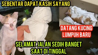 Kisah Kucing Lumpuh Kecebur Got Telah Pergi Meninggalkan Kita Semua..!