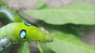 这是可以玩的吗