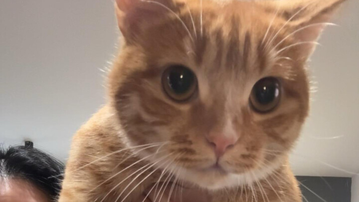 Siapa yang mau kucing? Siapa?