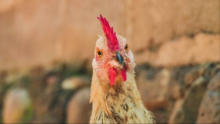 Chicken Tabetaka 07