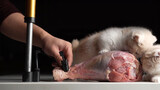 Bữa Khuya Gặm Đùi Gà To Thế Này, Bé Mèo Ăn Nổi Không?