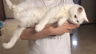 [Hewan]Film pendek kesejahteraan kucing <Er Hai De Fan Nao>