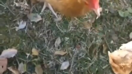 เมื่อกุ้นกุ้นพบกับกุ้นกุ้น