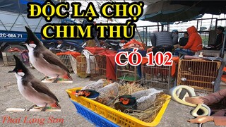 Chợ Chim Cảnh Thú Hoang Có 102 CHỢ CHIM LẠNG SƠN Lớn Nhất Miền Bắc Chim Đẹp Thú Lạ I Thai Lạng Sơn