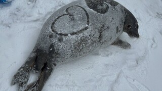 【kyoro】On a snowy day, the leopard staff gave kyoro, who was playing in the hallway, a heart-shaped 