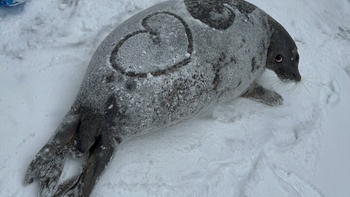 【kyoro】Pada hari bersalju, anggota macan tutul memberikan hati sebagai hadiah di punggung kyoro yang