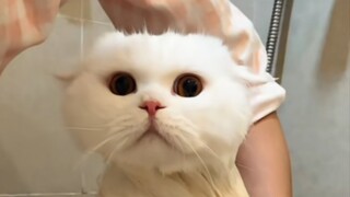 تم اصطياد الغراب البارد على الفور لأنه سرق بيض الصقر الأحمر.