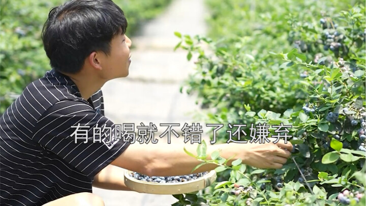 You’ve gotta have a real blueberry milk tea this summer!