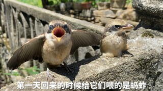 Raptor kecil ini sangat menyedihkan, siapa pun bisa menggertaknya