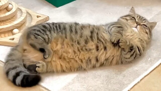 努力了一晚上的订书针