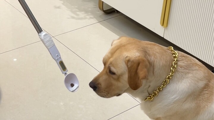 Anjing di rumah saya makan terlalu cepat, sering kali tersedak, jadi saya kepikiran cara yang bagus 