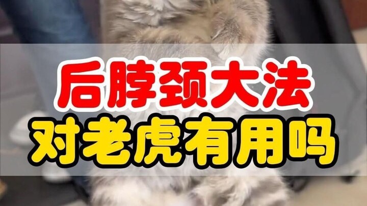 Nắm chặt gáy hổ, có thể khống chế được hổ không?
