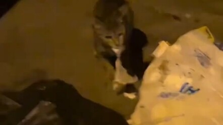 At first I thought the cat was so hungry it was even eating tissues!