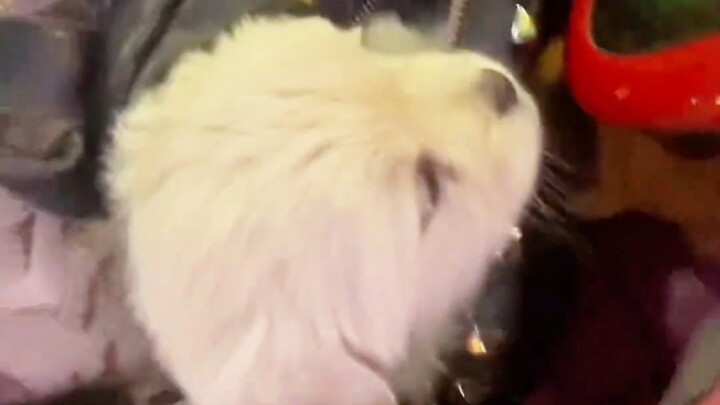 Thấy chó hoang là lập tức biến thành kẻ buôn chó.