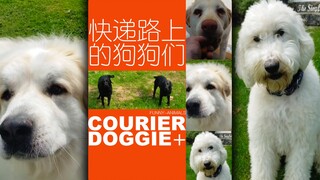 送快递的路上遇见的狗狗们！交个朋友？