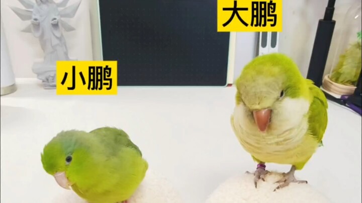 The Little Bird’s Year-End Performance Review