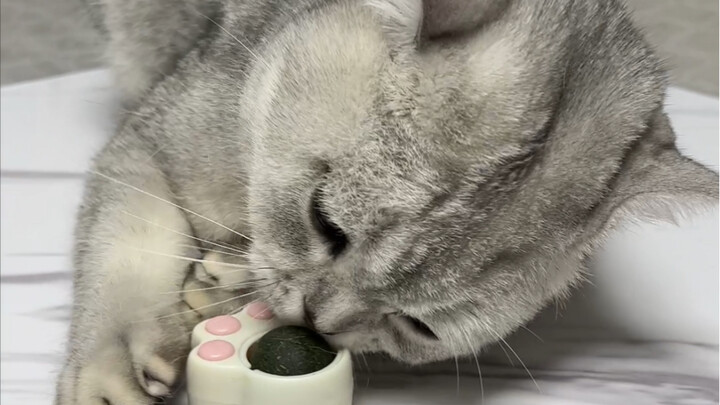 The joy of furry kids is so simple—just a tiny mint ball is enough to make them happy!