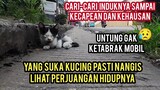 Astagfirullah Anak Kucing Mencari Induknya Sampai Kelelahan Di Pinggir Jalan Mau Nangis Lihatnya. !