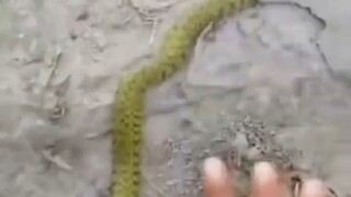 Là Hồng Hạ!