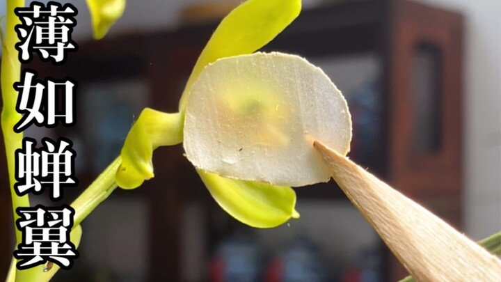 ตัดปีกจักจั่นและต้นสน