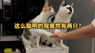 ดูเหมือนว่าฉันจะเจอลูกแมว IQ สูงที่ซ่อนอยู่ตัวหนึ่งแล้ว...
