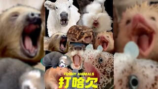 Today is a good day to watch animals yawn 🥱