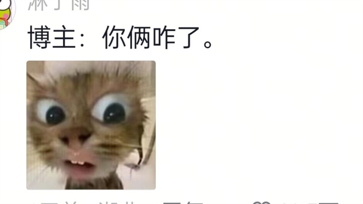ตัวหนึ่งกำลังจะอ้วกเอาลูกขนออกมา อีกตัวดันได้กลิ่นปากของมันที่ใกล้จะอ้วกแล้ว จนเหม็นไปหมด!