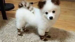 Chó Con Dễ Thương Hài Hước - Cún Con Siêu Quậy Đáng Yêu | Cute and Funny Puppies  #LOWIFUNNY