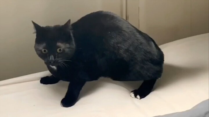 "The 72 Transformations of the Little Black Cat"