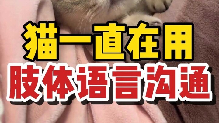 هل تعرف كل لغات الجسد الشائعة لدى القطط؟