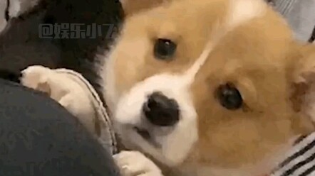 Dog: Master, go ahead and eat your heart out—once I’m done, I’ll get right to it!