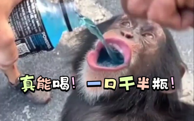 Monyet dan simpanse langka minum minuman!