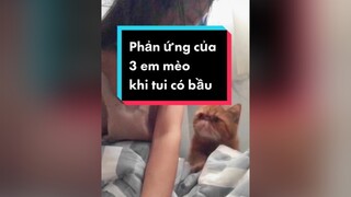 Ai nói mèo không tình cảm??? mebau mebimsua mèo embe mangthai catandbaby tamsumebimsua
