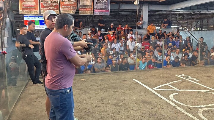 boston roundhead, #binakayan cavite