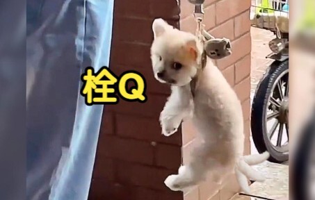Xiu Gou: Isn't anyone going to stand up for me!