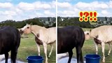 I See Super Funny Horse i Here. You Can See It? | Pets Kingdom
