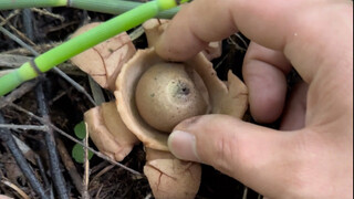 يوم حافل لراكبي الجبال في جبل تشانغباي خلال شهر أغسطس.