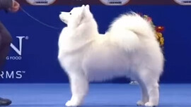 สุนัขซาโสะเยะระดับประกวดในงานโชว์สุนัข ทุกมุมดูสมบูรณ์แบบ ให้สัมผัสได้ถึงความสง่างามและออร่าอันโดดเด