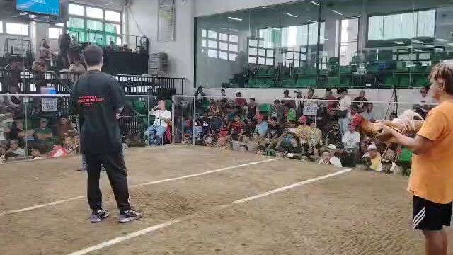 fight of the day Palawan gold