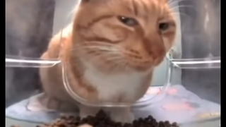 猫：你是想笑死我吗？这么新鲜的操作！