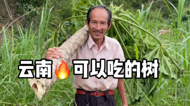 在云南可以吃的树