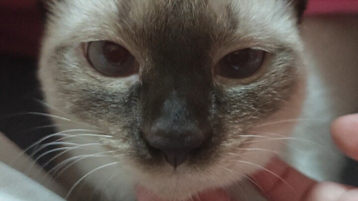 Anh cả, vẫn là quần đũng bùn hào miêu đây!