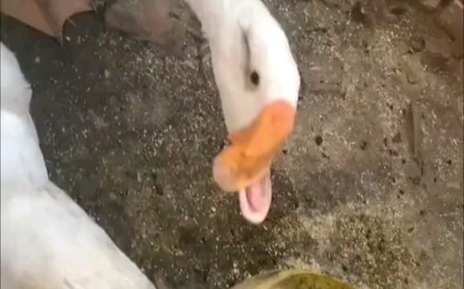 naughty goose