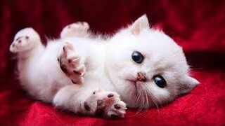 OMG So Cute Cats ♥ Best Funny Cat Videos 2021 #83