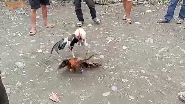 malapit na laban mo gold