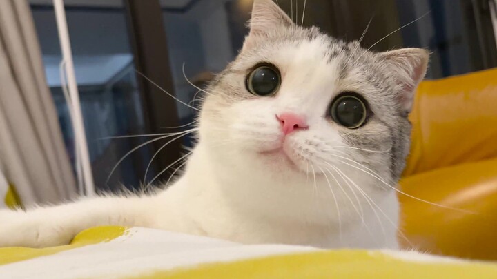 是猫，但发出了狗叫声