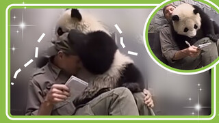 [Panda] Hugs on sight. Whether you like it or not, this panda baby will cling to you!
