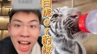 大家更喜欢白虎还是豹纹呢，给泉哥看呆了