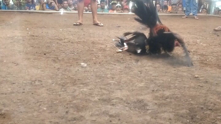 4x winner gilmore hatch first fight win